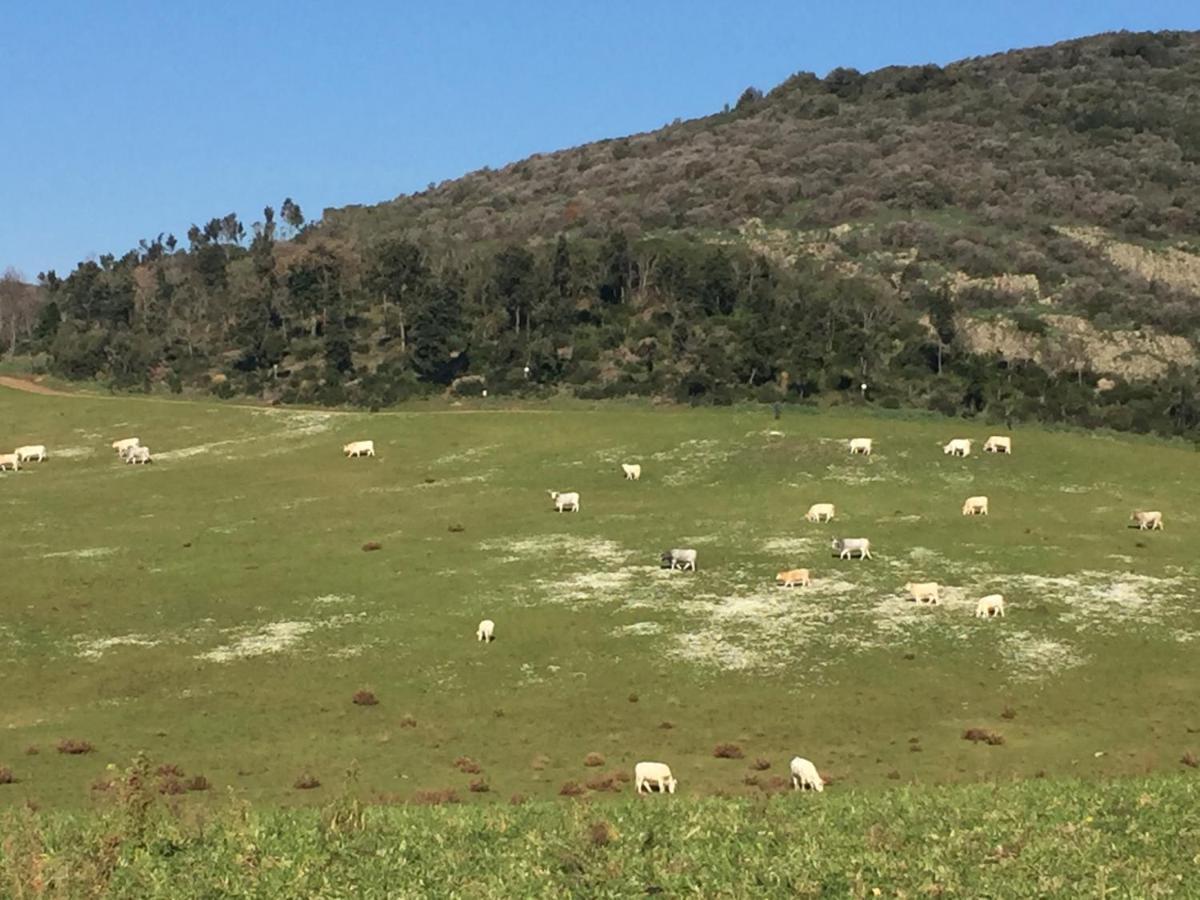 Azienda Agricola Sinisi Cerveteri Exterior foto